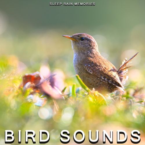 Singing Birds - in Swedish Forest cover art