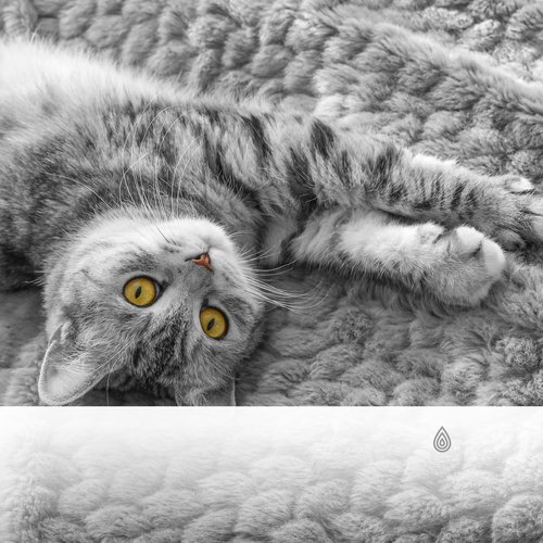 Meilleures pistes musicales pour les chats - Chansons relaxantes