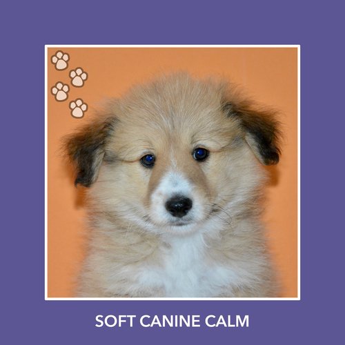 Total Chilled Pets cover art