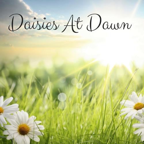 Daisies at Dawn