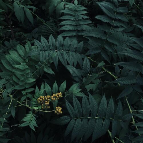 Magnolia cover art