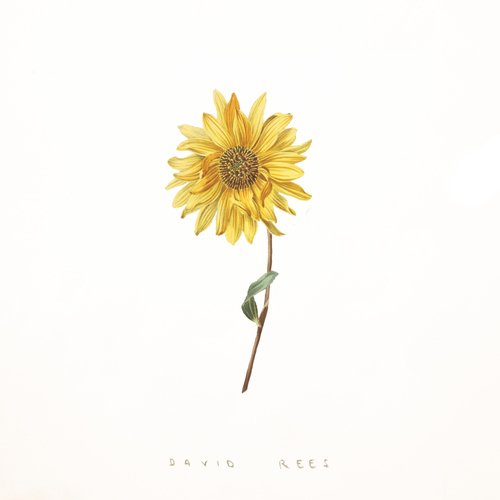 Girasol Lyrics - Girasol - Only on JioSaavn