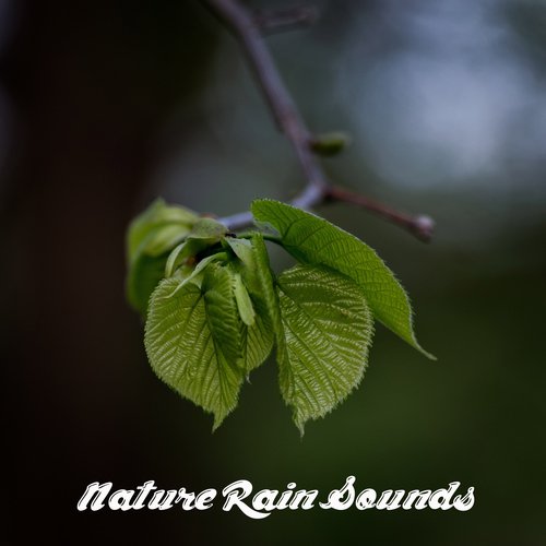 Rain Sounds, Meditation Music Zone, Nature Sounds Nature Music