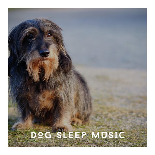 Calming Dog Soundtrack cover art