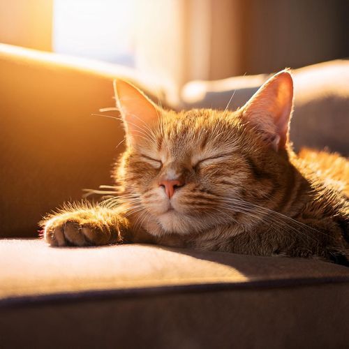 Música Para Gatos: Sonidos Juguetones Y Armoniosos