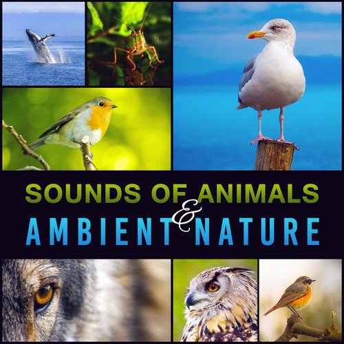Sounds of Animals & Ambient Nature (Hypnosis Meditation for Peaceful Mind, Therapy Music with Singing Birds, Owls, Wolves, Night Crickets, Whale & Seagulls)