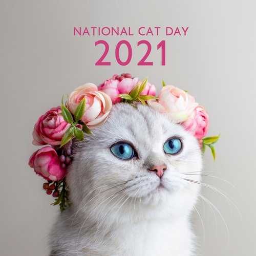 Cat Music Therapy cover art