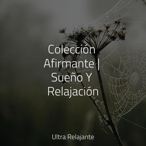 Colección Afirmante | Sueño Y Relajación