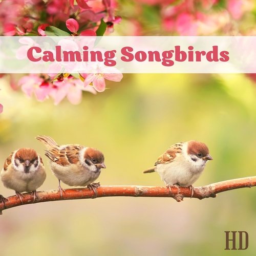 Calming Songbirds HD - Relaxing New Age Music with Bird Calls for Meditation and Relaxation