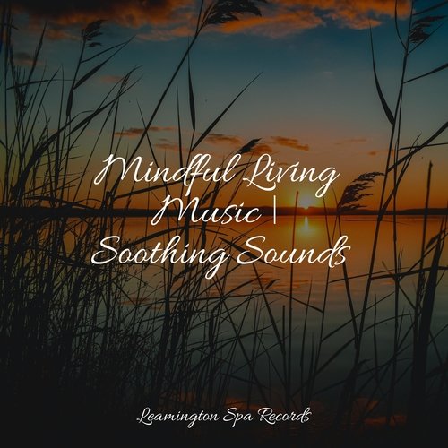 Focused, Relaxed cover art