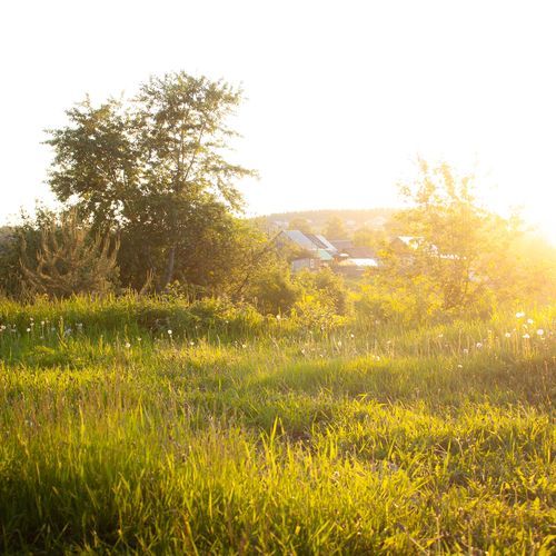 Plains Dew