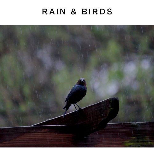 Rain & Birds_poster_image