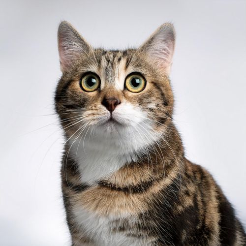 Ritmos Tranquilos De Hip Hop Para El Cuidado De Los Gatos