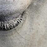 Lair of the White Marsh