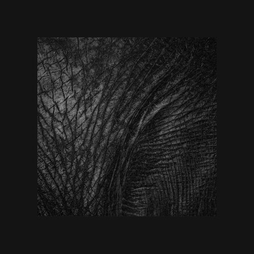 Ivory Tusk cover art