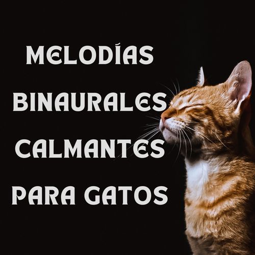 Melodías binaurales calmantes para gatos
