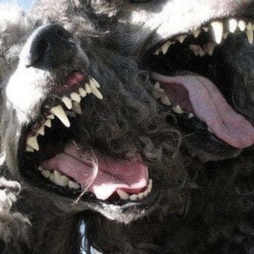 leash cover art