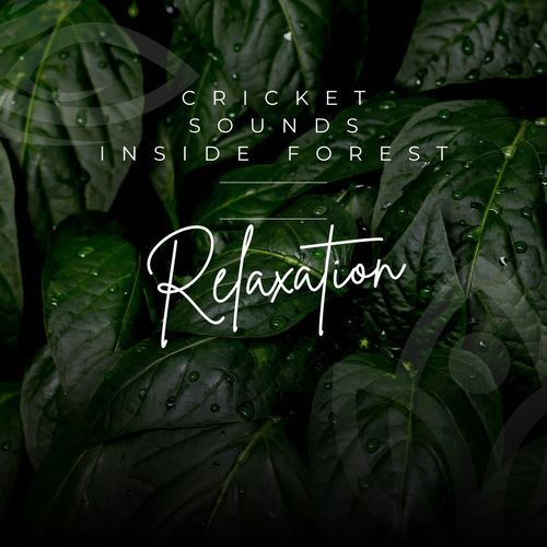 Cricket Sounds Inside Forest Relaxation