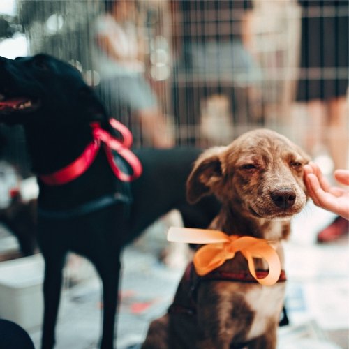 Ambient Relaxation Therapy Music for Dogs