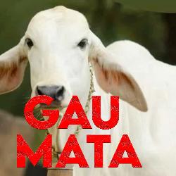 Gau Mata-QgQeZyNdXAs