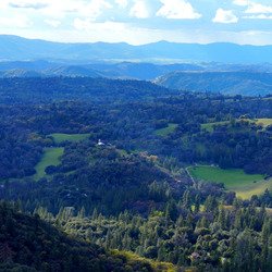 Cells of the Ancient Leopard