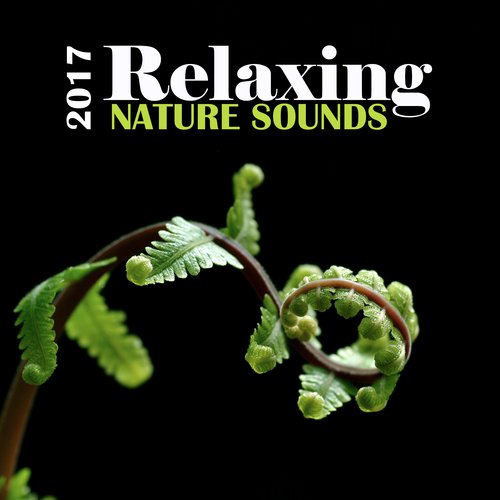 Sleep Sounds of Nature cover art