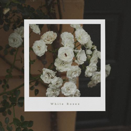 White Roses (Sajna Ve)