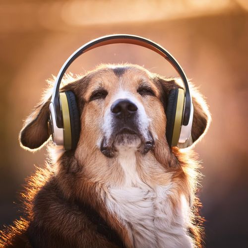 Dog Music: Calming Sounds for Relaxed Paws_poster_image