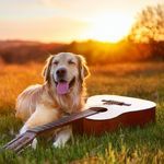 Orchestra For Happy Paws