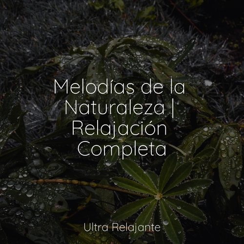 Melodías de la Naturaleza | Relajación Completa