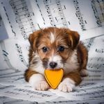 Stretch and Sniff in Harmony