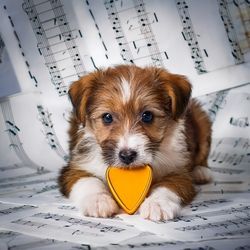 Soft Strings Beneath Wagging Joy