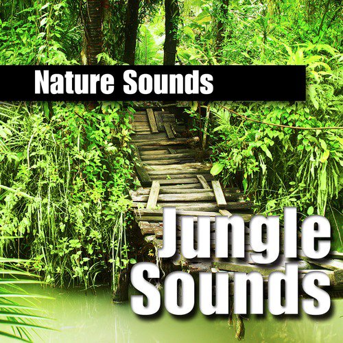 Bird Nature Sound at Dusk in the Jungle