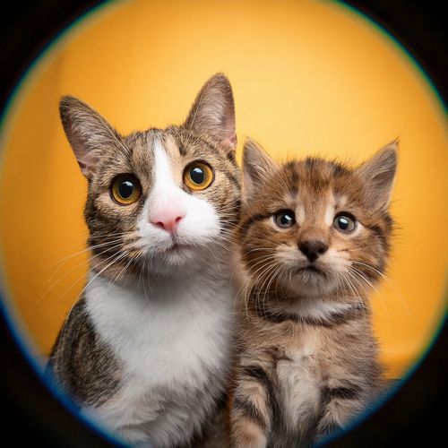 Hip Hop Para Gatos: Ritmos Para Vibraciones Felinas