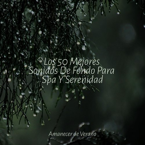Los 50 Mejores Sonidos De Fondo Para Spa Y Serenidad