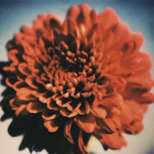 Venus, Temptress cover art