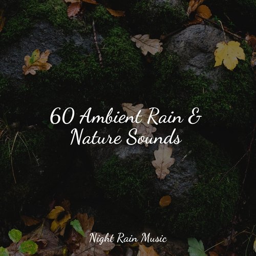 60 Ambient Rain & Nature Sounds