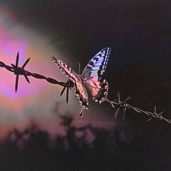 Pure &amp; Raw (Slow &amp; Reverb)