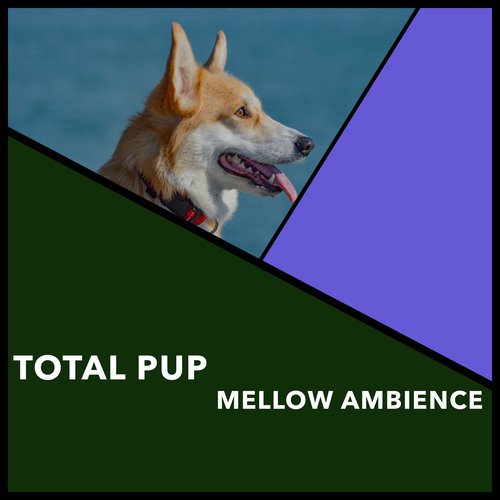 Solid Calming Dog Sounds cover art