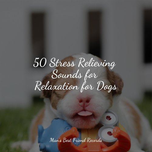 50 Stress Relieving Sounds for Relaxation for Dogs_poster_image