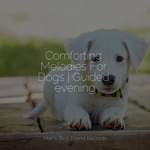 Comforting Melodies For Dogs | Guided evening