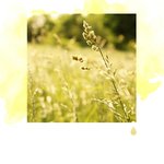 Silance Douce Sereine de la Terre