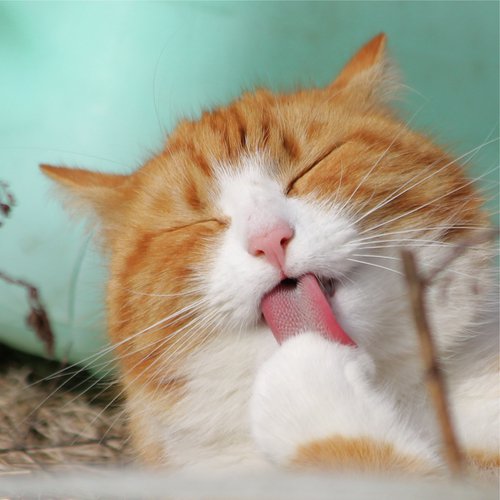 100 Deeply Relaxing Nature Melodies for Cats