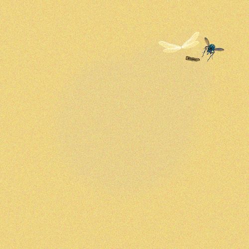 Fly On The Wall