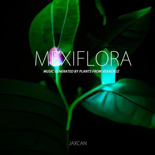 Montanoa tomentosa (Zoapatle) cover art