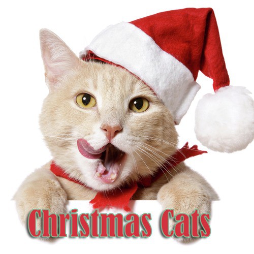 Christmas Cats Songs Download - Free Online Songs @ JioSaavn