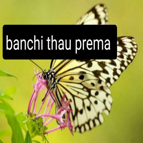 banchi thau prema