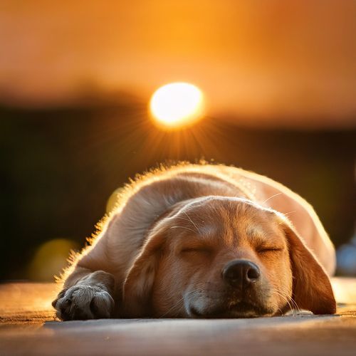 Música Para Mascotas Que Promueve Momentos De Calma