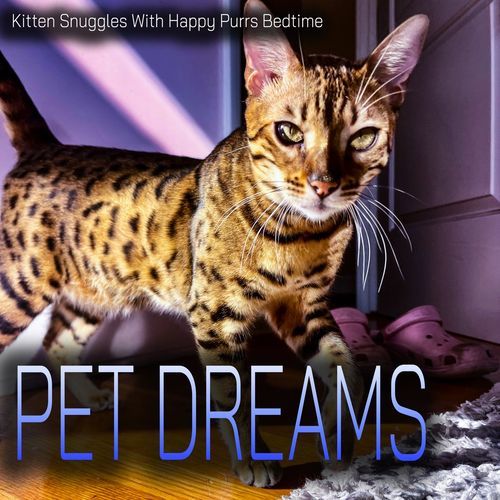 Calm Cat Moonlight Paradise
