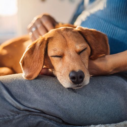 Soft Sounds In The Petroom